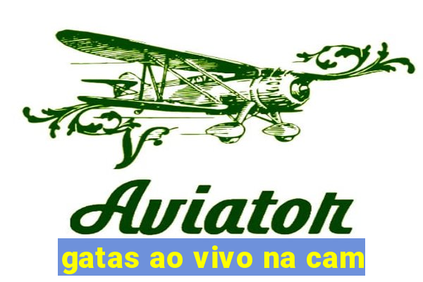 gatas ao vivo na cam